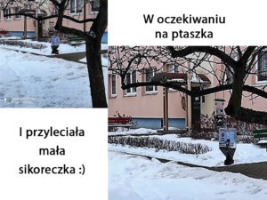 Ptaki w ogrodzie