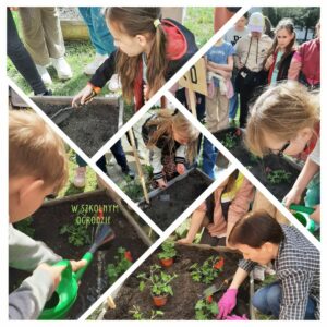 W szkolnym ogrodzie – klasa 3 D kolaż